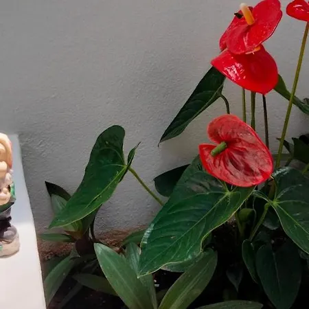 Aptos Con Piscina El Flamboyan 1 アパート *